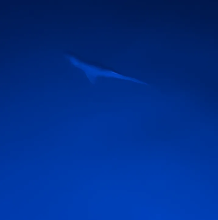 Big Fish 2 - 19.png