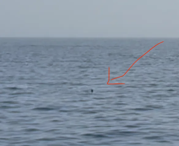 Shark Fin - 10.png