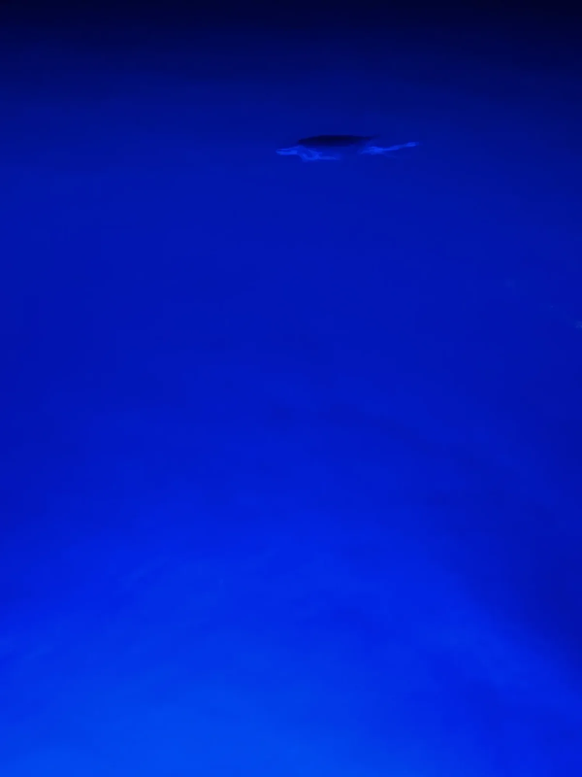 Turtle - 24.jpeg