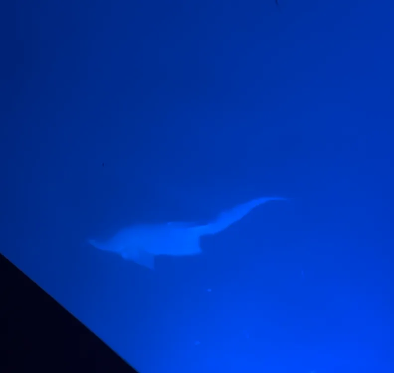 Big Fish1 - 19.png